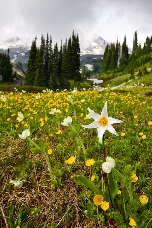 White Fawn Lily, Western Anemone And Buttercups